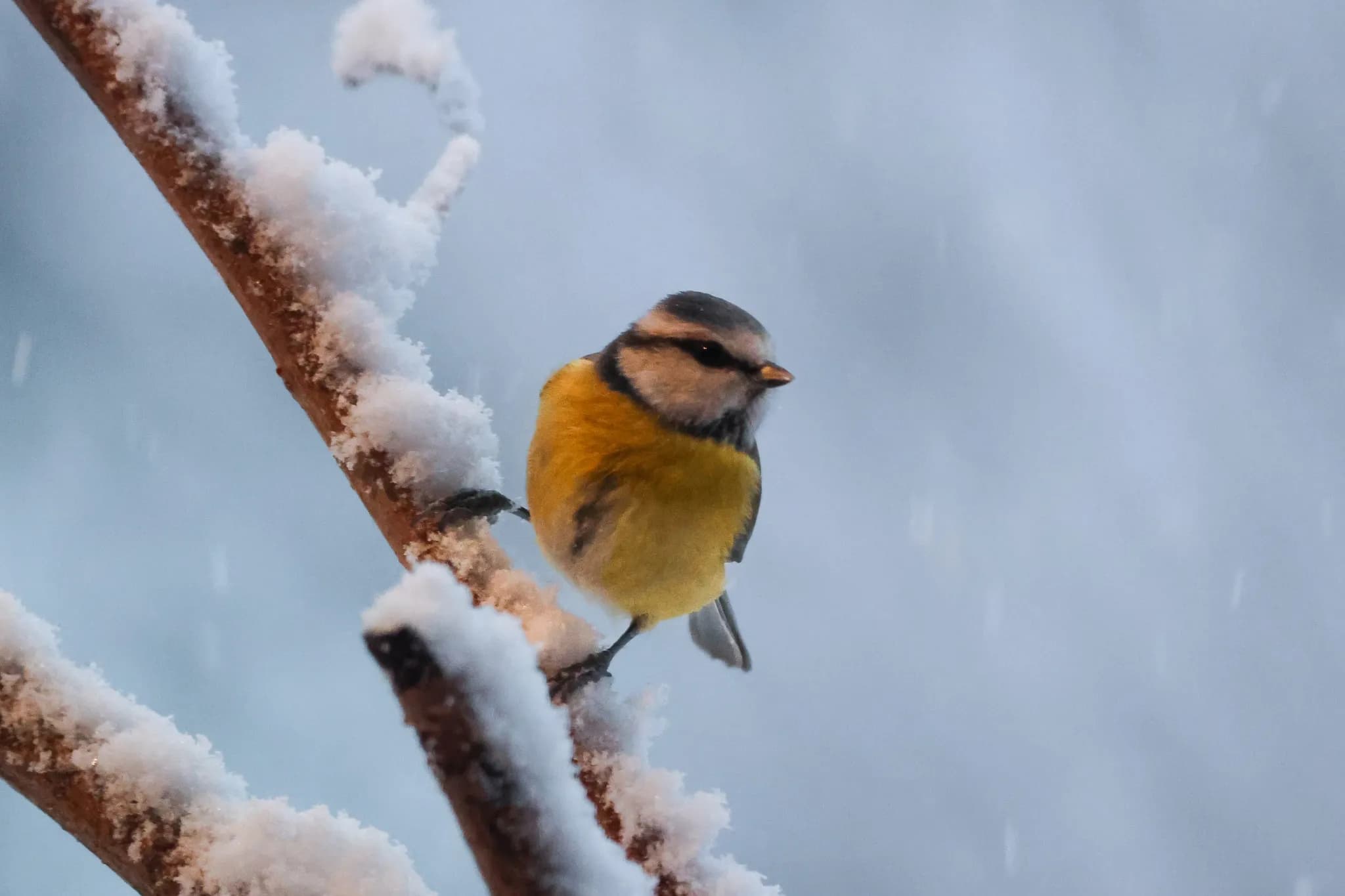Oiseaux noël 2024